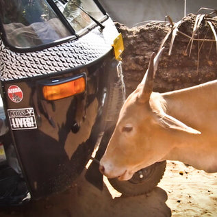 Cow and rickshaw