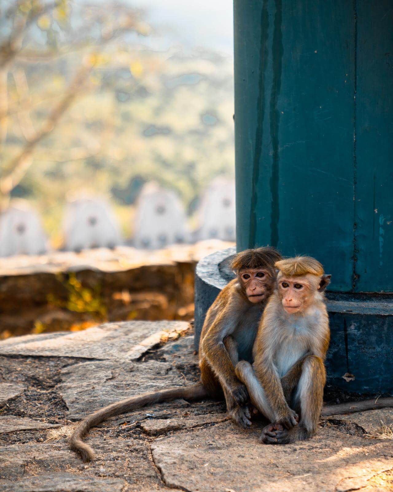 Monkeys in Sri Lanka