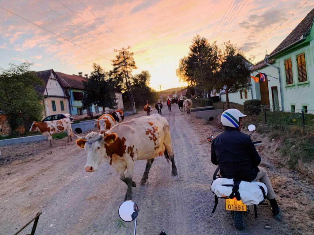 Monkey Run Romania - Matt