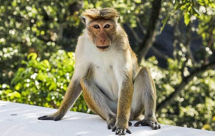 Monkey on the Rickshaw Run Sri Lanka