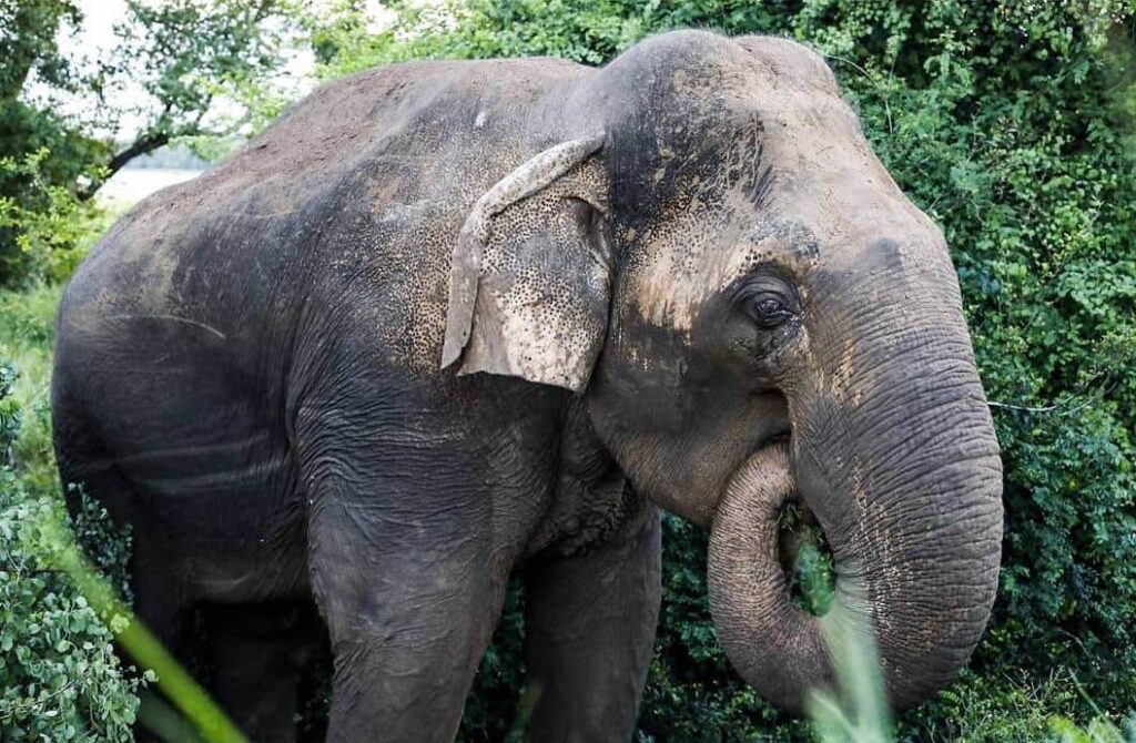 Elephant on the Rickshaw Run Sri Lanka