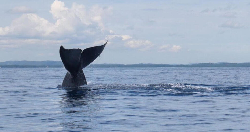 Whale seen on the Rickshaw Run Sri Lanka