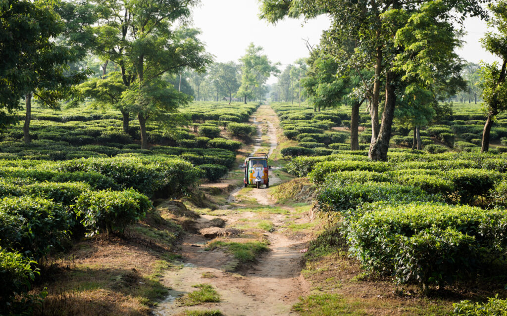 Rickshaw Run India by Davide Bozalla