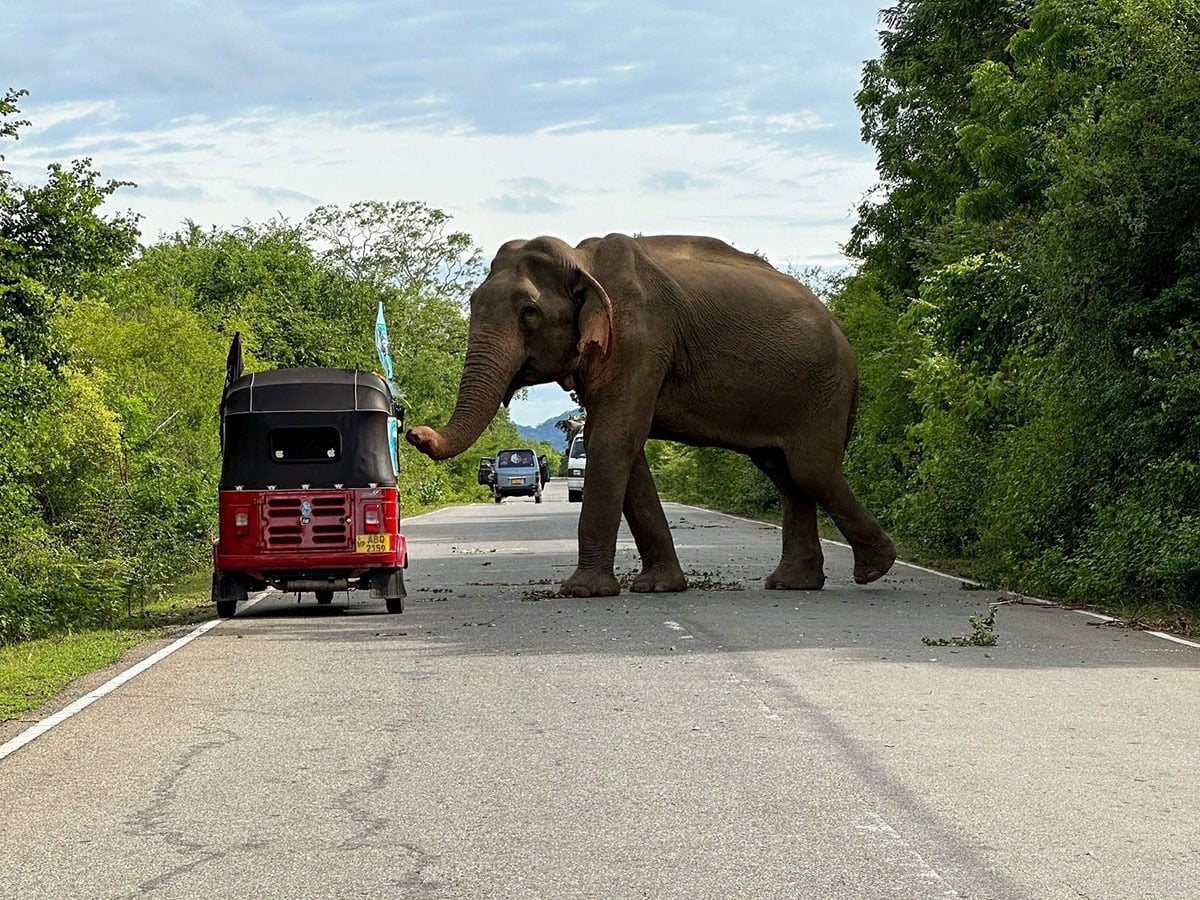 Close encounters with the nimbly trunked, Rickshaw Run Sri Lanka October 2024.